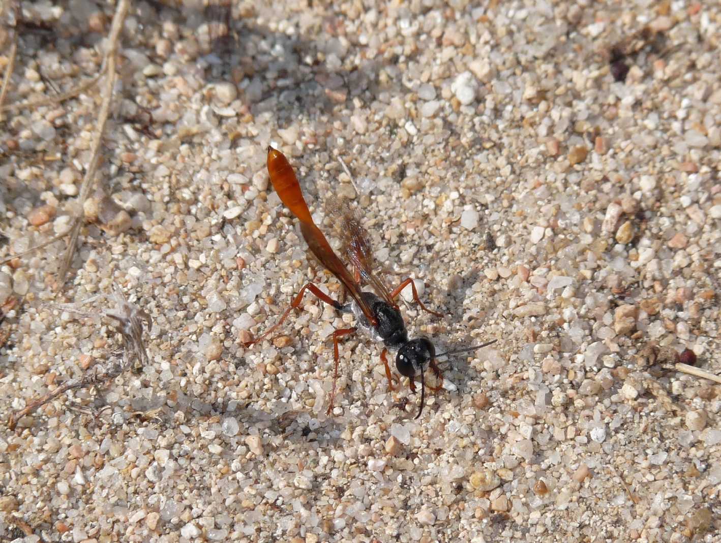 Ammophila heydeni rubriventris che lavora alla tana